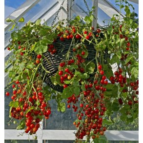 Tomat. Hundreds & thousands. Solanum lycopersicum. Fr.