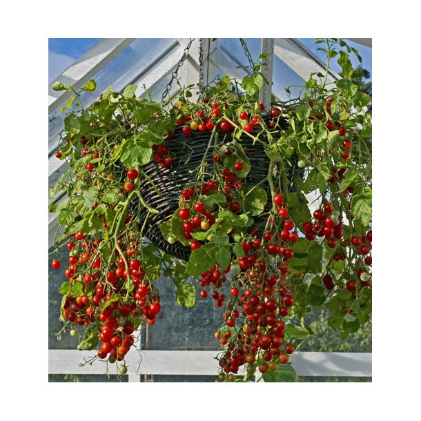 Tomat. Hundreds &amp; thousands. Solanum lycopersicum. F1. Fr.