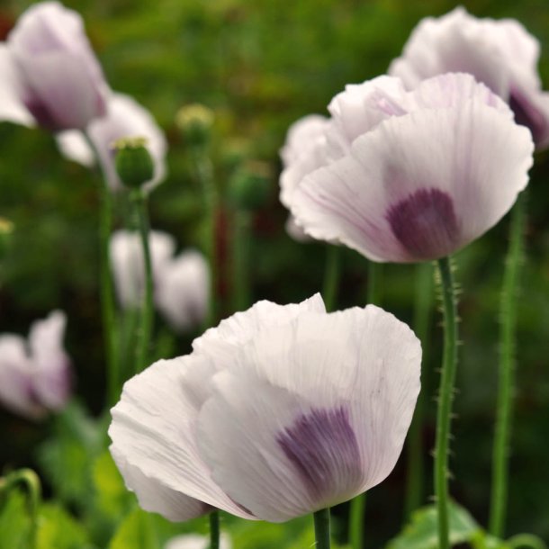 Opiumvalmue fr�. Hungarian breadseed. Papaver somniferum. Ca. 2200 Fr�