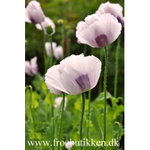 Opiumvalmue. Hungarian breadseed. Papaver somniferum. Fr