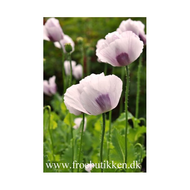 Opiumvalmue. Papaver somniferum. Hungarian breadseed. Fr
