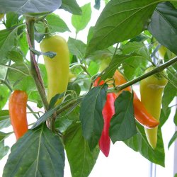 Chili fr�. Hungarian hot wax. Capsicum annuum. Ca. 12 Fr�.