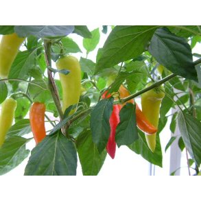 Chili. Hungarian hot wax. Capsicum annuum. Fr.