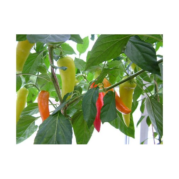 Chili. Hungarian hot wax. Capsicum annuum. Fr.