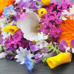 Blomsterblanding fr�. De sm� vilde. Fr�