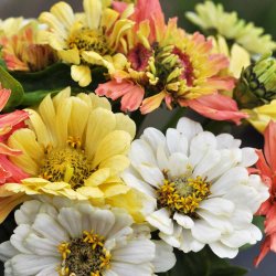 Fr�kenhat fr�. Polar bear. Zinnia elegans. XL pose. Ca. 3700 Fr�.
