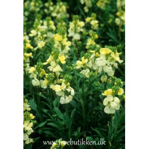 Gyldenlak. Cheiranthus cheiri. White. Fr.