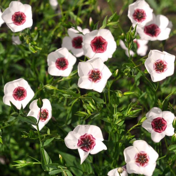 H�r. Bright eyes. Linum grandiflorum. Ca. 120 Fr�