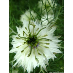 Jomfru i det grnne. Albion black marbles. Nigella damascena. Fr