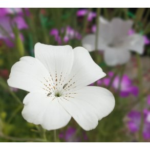 Klinte. Agrostemma githago. White. Fr