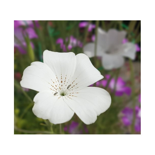 Klinte. Agrostemma githago. White. Fr