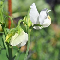 �rteblomster fr�. White ensign. Lathyrus odoratus. Ca. 85 Fr�.
