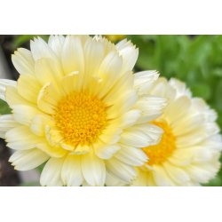 Morgenfrue. White with light center. Calendula officinalis. Fr