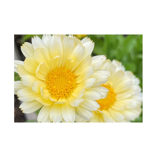 Morgenfrue. White with light center. Calendula officinalis. Fr