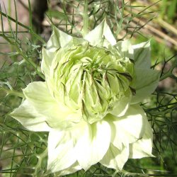 Jomfru i det gr�nne fr�. Albion black marbles. Nigella damascena. Ca. 850 Fr�