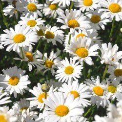 Okse�je fr�. Hvid. Wild form. Leucanthemum vulgare. Ca. 1500 Fr�