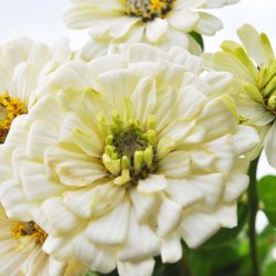 Fr�kenhat fr�. Polar bear. Zinnia elegans. Ca. 200 Fr�.