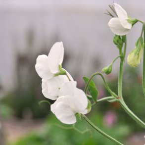 �rteblomster fr�. White ensign. Lathyrus odoratus. Ca. 85 Fr�.