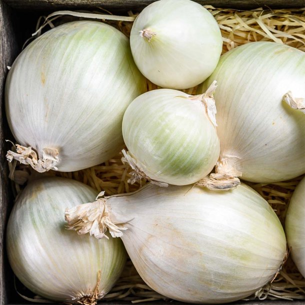 L�g fr�. Salatl�g. Agostana. Allium cepa. Ca. 460 Fr�