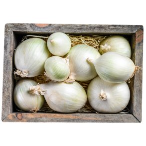 Lg. Salatlg. Agostana. Allium cepa. Fr