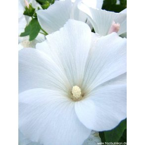 Mamelukrmer. Mont blanc. Lavatera trimestris. Fr.