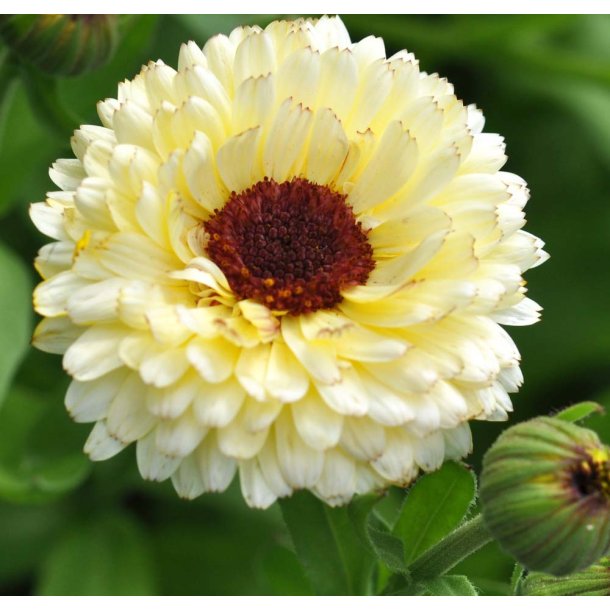 Morgenfrue. White with dark center. Calendula officinalis. Fr