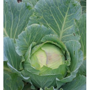 Hvidkl. Brunswick. Vinter. Brassica oleracea. Fr.
