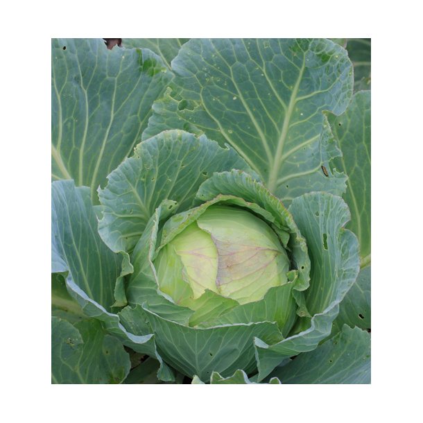 Hvidkl. Brunswick. Brassica oleracea. Fr.