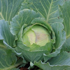 Hvidk�l fr�. Brunswick. Vinter. Brassica oleracea. Ca. 500 Fr�.