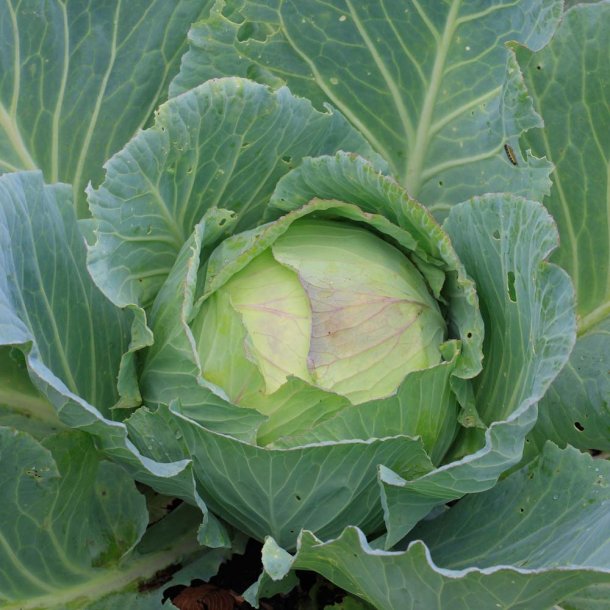 Hvidk�l fr�. Brunswick. Vinter. Brassica oleracea. Ca. 500 Fr�.