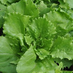 Salat fr�. Ice queen. Lactuca sativa. Ca. 1200 Fr�.