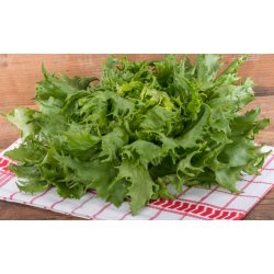 Salat. Ice queen. Lactuca sativa. Fr.