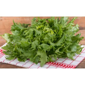 Salat. Ice queen. Lactuca sativa. Fr.