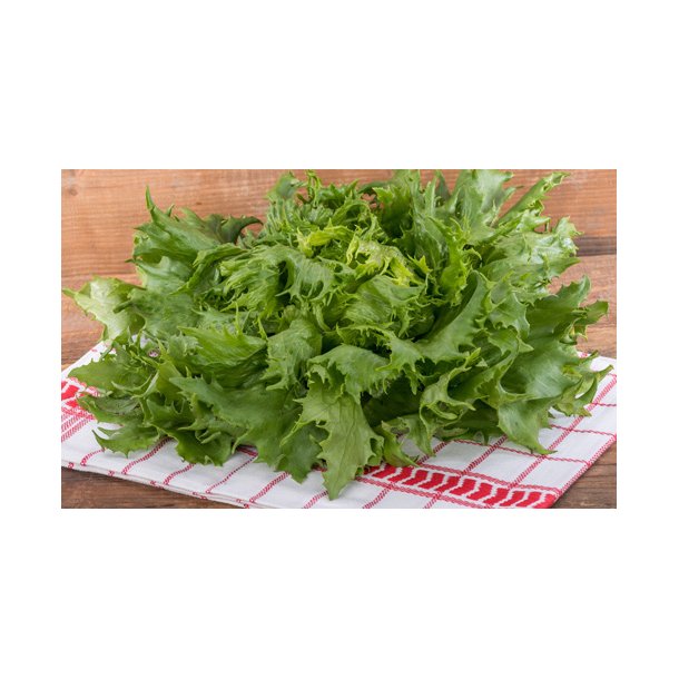Salat. Ice queen. Lactuca sativa. Fr.