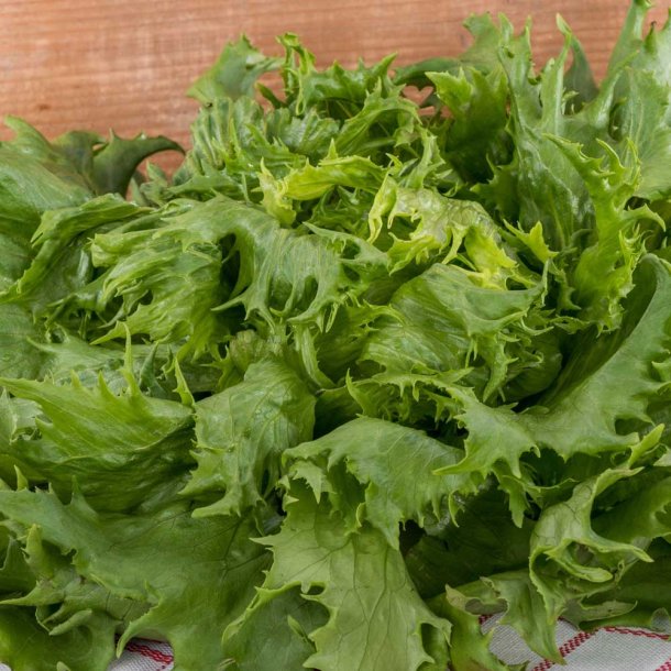 Salat fr�. Ice queen. Lactuca sativa. Ca. 1200 Fr�.