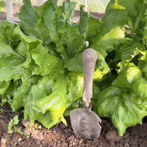 Salat fr�. Ice queen. Lactuca sativa. Ca. 1200 Fr�.