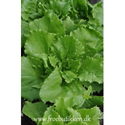 Salat. Ice queen. Lactuca sativa. Fr.