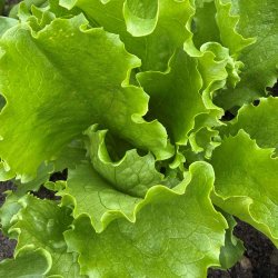 Salat fr�. Calmar. Lactuca sativa. 