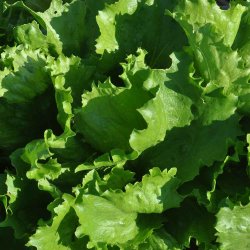 Salat fr�. Calmar. Lactuca sativa. 