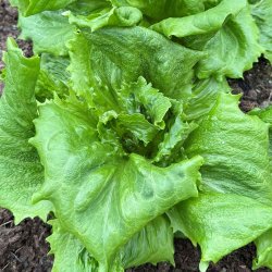 Salat fr�. Ice queen. Lactuca sativa. Ca. 1200 Fr�.