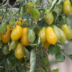 Tomat fr�. Ildi. Solanum lycopersicum. Ca. 10 fr�