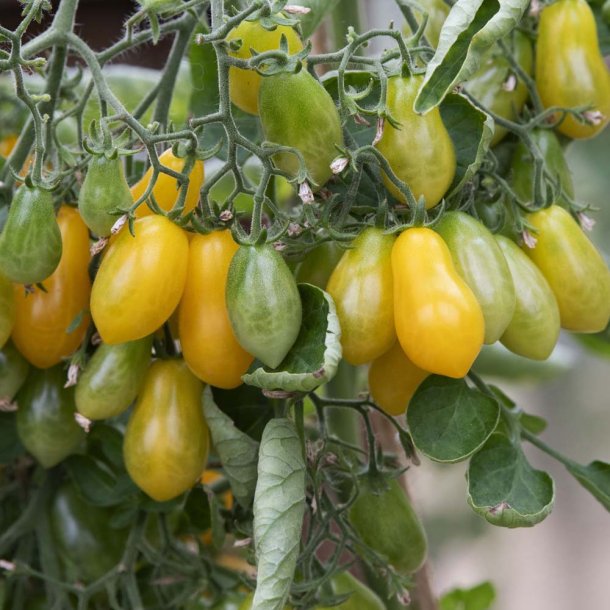 Tomat fr�. Ildi. Solanum lycopersicum. Ca. 10 fr�