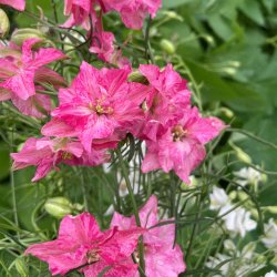 Ridderspore fr. Imperial. Delphinium consolida. Ca. 175 kologiske fr