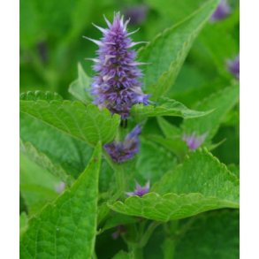 Indianermynte. Agastache foeniculum. Fr.