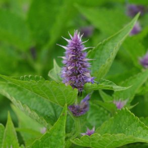 Indianermynte fr�. Agastache foeniculum. Ca. 400 Fr�.
