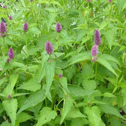 Indianermynte fr�. Agastache foeniculum. Ca. 400 Fr�.