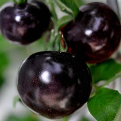 Tomat fr�. Indigo rose. Solanum lycopersicum. Ca. 17 Fr�.