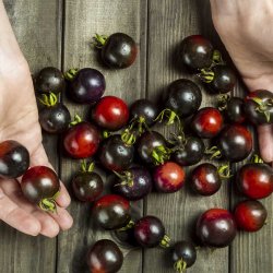 Tomat fr�. Indigo rose. Solanum lycopersicum. Ca. 17 Fr�.
