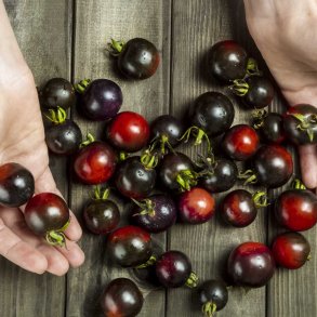 Tomat fr�. Indigo rose. Solanum lycopersicum. Ca. 17 Fr�.