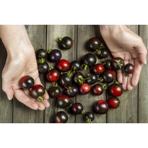 Tomat. Indigo rose. Solanum lycopersicum. Fr.